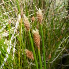 Image result for Eleocharis confervoides