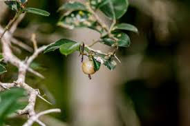 Image result for Antherotoma debilis