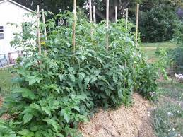 A nitrogen deficiency typically results in stunted or spindly tomato plants with sickly yellow leaves. All Leaves No Fruit Tomato Problems Tips For Growing Tomatoes Growing Tomatoes