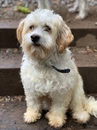 Pin On Record Searchlight Pets