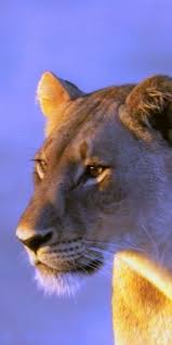 nature blogger i love mother nature hayvanlar aslan kedi