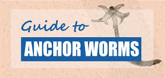 It's actually fairly common to have detritus worms in fish tank setups, and they can arrive in the environment by a number of means. Anchor Worm Pond Treatment Guide 2021 Best Methods Pond Informer