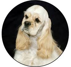 Image result for americký kokršpaněl