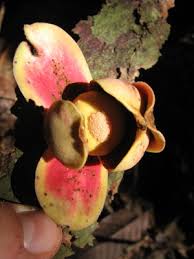 Image result for Uvariodendron