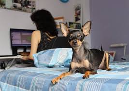On average, you can expect the lifespan of the australian shepherd chihuahua mix to be between 12 to 17 years old. Should You Get A Miniature Pinscher Chihuahua Mix We Ll Help You Decide Your Dog Advisor