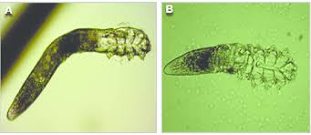 Image result for Demodex brevis