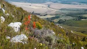 Image result for Vernonia schlechteri