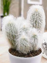 How does the hump of the camels help them to survive when there is no water? Espostoa Lanata Peruvian Old Man Cactus Is A Columnar Densely Hairy Cactus Covered By A Warm Woolly Coat And Well Adapt Etli Yaprakli Bitkiler Bitki Kaktus