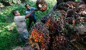 Here you will find one or more explanations in english for the word peneroka. Peneroka Felda Archives Mynewshub
