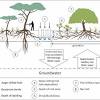 It doesn't matter if you collect the seeds from a white dogwood or a pink dogwood, the seedlings are likely to be white. 1