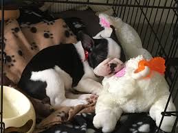 Black And White French Bulldog Puppy Life Is Good When You Re A Black And White French Bulldog Pup Bulldog Puppies Pied French Bulldog French Bulldog Puppies