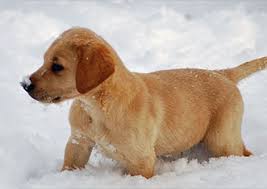 They have silky soft and shiny fur with hazel eyes. Marble Mountain Kennels Labrador Retriever
