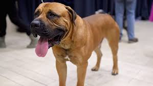 German rottweilers jpg 822 960 rottweiler dog rottweiler puppies dogs. Boyle Column Sorry But Some Dog Breeds Are Dangerous