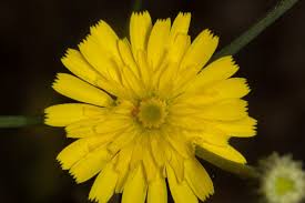 Image result for Tolpis