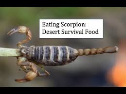 For the most part, scorpions eat insects regardless of where they live. Eating Scorpion Desert Survival Food Bushcraft Survival Skills Hd Youtube