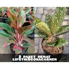 Tidak hanya mempercantik pemandangan, keindahan dan aroma bunga hidup juga bisa menenangkan pikiran. Beli 2 Paket Aglonema Lipstik Donakarmen Jual Tanaman Hias Hidup Seetracker Indonesia