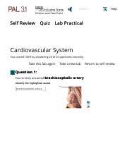 Shavon Wolfe Lab 4 Cat System Lab Practical Pdf Self Review Home Cat Including Sheep Organs And Cow Eyes Cardiovascular System Quiz Search Help Course Hero