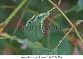 If you suspect that caterpillars are damaging your roses, follow this procedure to confirm or deny your suspicion. Shutterstock Puzzlepix