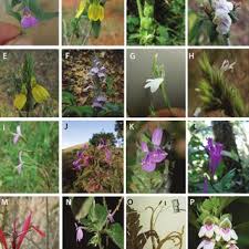 Image result for Anisotes rogersii