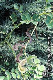 Image result for Senna italica