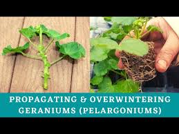 Image result for cuttings of geraniums