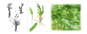 Image result for Thalassia hemprichii