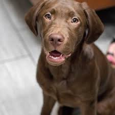 1st pet veterinary centers provides annual check ups & advanced or emergency care. 1st Pet Veterinary Centers 81 Photos 315 Reviews Veterinarians 1233 W Warner Rd Chandler Az Phone Number Yelp