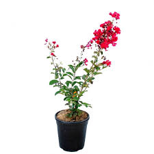 Next, spread a layer of hardwood mulch around the tree to help the soil retain moisture. Buy Lagerstroemia Indica Crape Myrtle Plant Online At Plantsguru Com
