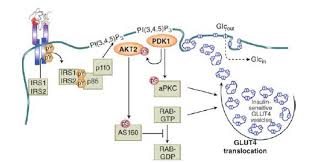 The Insulin Receptor And Its Signal Transduction Network Endotext Ncbi Bookshelf