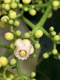 Image result for Khaya grandifoliola