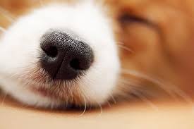 Should I Be Concerned About My Dog S Dry Nose Hill S Pet