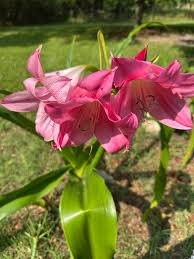 Image result for Crinum harmsii
