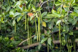 Image result for Rhizophora mucronata