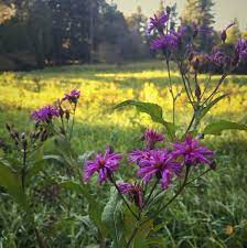 Ironweed In Bloom At Stoneleigh A Natural Garden Photo By Mae Axelrod Staff Member Natural Garden Nature Nature Preserve