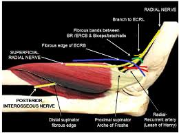 Nerve synonyms, nerve pronunciation, nerve translation, english dictionary definition of nerve. Compression Neuropathies Of The Radial Nerve Publisso