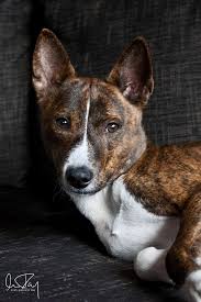 Excellent puppies looking for a good home. Shenzi The Gorgeous By Ghostsparrow On Deviantart Basenji Dogs Basenji Puppy Puppies
