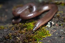 Image result for Pycreus nitidus