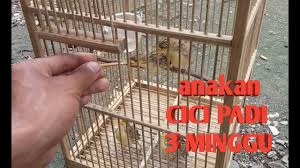 We did not find results for: Cici Padi Isian Love Bird By Ian Dafamous