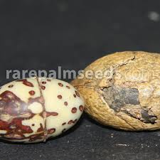 Image result for Raphia ruwenzorica