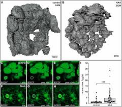 The size of the animal vacuoles is relatively smaller as compared to the plant cell vacuole. Actin Dependent Vacuolar Occupancy Of The Cell Determines Auxin Induced Growth Repression Pnas