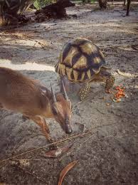 Sert, kalın, tok (ses) sesi dik ve küstahtı, söylediklerini aşağı salonda bekleşen komşular işittiler. Besties Dik Dik And The Tortoise Picture Of Cheetah S Rock Zanzibar Island Tripadvisor