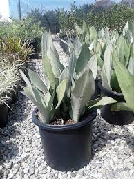 Image result for Sansevieria trifasciata