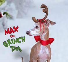 Max The Grinch Dog Head Antler For Christmas Pets Dog Or By Olipra 20 00 The Grinch Dog Grinch Dog Grinch Dog Costume