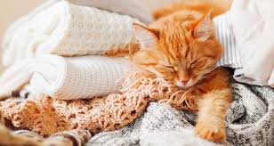 Go to sleep or is all warm & snuggly. Why Does My Adult Cat Nurse Petcoach