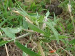 Image result for Urochloa arrecta