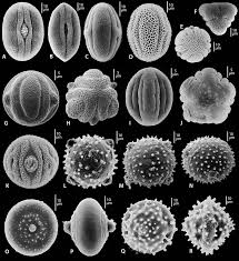 Image result for Anisotes formosissimus