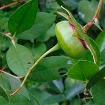 Image result for Sonneratiaceae