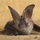Go Batty with National Bat Week