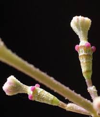 Image result for Commicarpus helenae