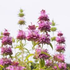 Image result for Curculigo pilosa